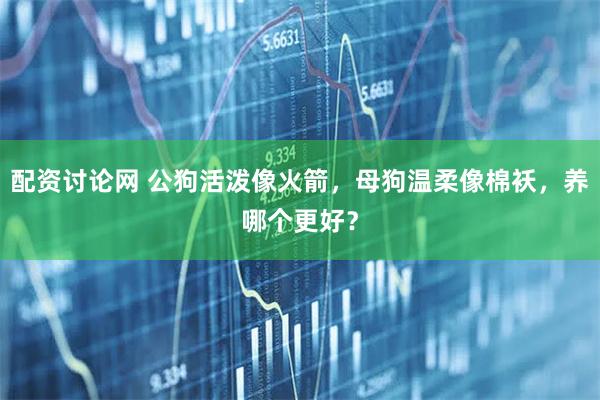 配资讨论网 公狗活泼像火箭，母狗温柔像棉袄，养哪个更好？
